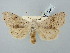  ( - BGE_ZSM_LEP_2795)  @11 [ ] by-nc-sa (2025) SNSB, Staatliche Naturwissenschaftliche Sammlungen Bayerns ZSM (SNSB, Zoologische Staatssammlung Muenchen)