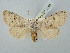  ( - BGE_ZSM_LEP_2796)  @11 [ ] by-nc-sa (2025) SNSB, Staatliche Naturwissenschaftliche Sammlungen Bayerns ZSM (SNSB, Zoologische Staatssammlung Muenchen)