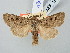  ( - BGE_ZSM_LEP_2805)  @11 [ ] by-nc-sa (2025) SNSB, Staatliche Naturwissenschaftliche Sammlungen Bayerns ZSM (SNSB, Zoologische Staatssammlung Muenchen)