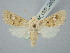  ( - BGE_ZSM_LEP_2809)  @11 [ ] by-nc-sa (2025) SNSB, Staatliche Naturwissenschaftliche Sammlungen Bayerns ZSM (SNSB, Zoologische Staatssammlung Muenchen)