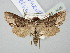  ( - BGE_ZSM_LEP_2845)  @11 [ ] by-nc-sa (2025) SNSB, Staatliche Naturwissenschaftliche Sammlungen Bayerns ZSM (SNSB, Zoologische Staatssammlung Muenchen)