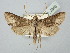  ( - BGE_ZSM_LEP_2846)  @11 [ ] by-nc-sa (2025) SNSB, Staatliche Naturwissenschaftliche Sammlungen Bayerns ZSM (SNSB, Zoologische Staatssammlung Muenchen)