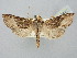  ( - BGE_ZSM_LEP_2847)  @11 [ ] by-nc-sa (2025) SNSB, Staatliche Naturwissenschaftliche Sammlungen Bayerns ZSM (SNSB, Zoologische Staatssammlung Muenchen)