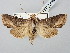  ( - BGE_ZSM_LEP_2848)  @11 [ ] by-nc-sa (2025) SNSB, Staatliche Naturwissenschaftliche Sammlungen Bayerns ZSM (SNSB, Zoologische Staatssammlung Muenchen)