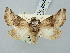  ( - BGE_ZSM_LEP_2859)  @11 [ ] by-nc-sa (2025) SNSB, Staatliche Naturwissenschaftliche Sammlungen Bayerns ZSM (SNSB, Zoologische Staatssammlung Muenchen)