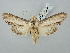  ( - BGE_ZSM_LEP_2866)  @11 [ ] by-nc-sa (2025) SNSB, Staatliche Naturwissenschaftliche Sammlungen Bayerns ZSM (SNSB, Zoologische Staatssammlung Muenchen)