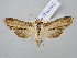  ( - BGE_ZSM_LEP_2867)  @11 [ ] by-nc-sa (2025) SNSB, Staatliche Naturwissenschaftliche Sammlungen Bayerns ZSM (SNSB, Zoologische Staatssammlung Muenchen)