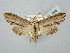  ( - BGE_ZSM_LEP_2868)  @11 [ ] by-nc-sa (2025) SNSB, Staatliche Naturwissenschaftliche Sammlungen Bayerns ZSM (SNSB, Zoologische Staatssammlung Muenchen)