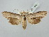  ( - BGE_ZSM_LEP_2870)  @11 [ ] by-nc-sa (2025) SNSB, Staatliche Naturwissenschaftliche Sammlungen Bayerns ZSM (SNSB, Zoologische Staatssammlung Muenchen)