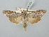  ( - BGE_ZSM_LEP_2883)  @11 [ ] by-nc-sa (2025) SNSB, Staatliche Naturwissenschaftliche Sammlungen Bayerns ZSM (SNSB, Zoologische Staatssammlung Muenchen)