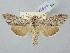  ( - BGE_ZSM_LEP_2887)  @11 [ ] by-nc-sa (2025) SNSB, Staatliche Naturwissenschaftliche Sammlungen Bayerns ZSM (SNSB, Zoologische Staatssammlung Muenchen)
