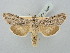  ( - BGE_ZSM_LEP_2889)  @11 [ ] by-nc-sa (2025) SNSB, Staatliche Naturwissenschaftliche Sammlungen Bayerns ZSM (SNSB, Zoologische Staatssammlung Muenchen)