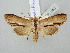  (Cucullia prenanthis - BGE_ZSM_LEP_2890)  @11 [ ] by-nc-sa (2025) SNSB, Staatliche Naturwissenschaftliche Sammlungen Bayerns ZSM (SNSB, Zoologische Staatssammlung Muenchen)