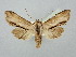  ( - BGE_ZSM_LEP_2891)  @11 [ ] by-nc-sa (2025) SNSB, Staatliche Naturwissenschaftliche Sammlungen Bayerns ZSM (SNSB, Zoologische Staatssammlung Muenchen)