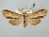  ( - BGE_ZSM_LEP_2892)  @11 [ ] by-nc-sa (2025) SNSB, Staatliche Naturwissenschaftliche Sammlungen Bayerns ZSM (SNSB, Zoologische Staatssammlung Muenchen)