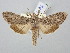  ( - BGE_ZSM_LEP_2893)  @11 [ ] by-nc-sa (2025) SNSB, Staatliche Naturwissenschaftliche Sammlungen Bayerns ZSM (SNSB, Zoologische Staatssammlung Muenchen)