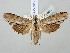  ( - BGE_ZSM_LEP_2894)  @11 [ ] by-nc-sa (2025) SNSB, Staatliche Naturwissenschaftliche Sammlungen Bayerns ZSM (SNSB, Zoologische Staatssammlung Muenchen)