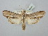  ( - BGE_ZSM_LEP_2897)  @11 [ ] by-nc-sa (2025) SNSB, Staatliche Naturwissenschaftliche Sammlungen Bayerns ZSM (SNSB, Zoologische Staatssammlung Muenchen)