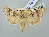  ( - BGE_ZSM_LEP_2898)  @11 [ ] by-nc-sa (2025) SNSB, Staatliche Naturwissenschaftliche Sammlungen Bayerns ZSM (SNSB, Zoologische Staatssammlung Muenchen)