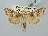  ( - BGE_ZSM_LEP_2900)  @11 [ ] by-nc-sa (2025) SNSB, Staatliche Naturwissenschaftliche Sammlungen Bayerns ZSM (SNSB, Zoologische Staatssammlung Muenchen)