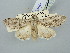  (Cucullia syrtana - BGE_ZSM_LEP_2901)  @11 [ ] by-nc-sa (2025) SNSB, Staatliche Naturwissenschaftliche Sammlungen Bayerns ZSM (SNSB, Zoologische Staatssammlung Muenchen)
