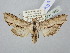  ( - BGE_ZSM_LEP_2905)  @11 [ ] by-nc-sa (2025) SNSB, Staatliche Naturwissenschaftliche Sammlungen Bayerns ZSM (SNSB, Zoologische Staatssammlung Muenchen)