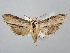  ( - BGE_ZSM_LEP_2906)  @11 [ ] by-nc-sa (2025) SNSB, Staatliche Naturwissenschaftliche Sammlungen Bayerns ZSM (SNSB, Zoologische Staatssammlung Muenchen)