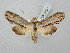  ( - BGE_ZSM_LEP_2907)  @11 [ ] by-nc-sa (2025) SNSB, Staatliche Naturwissenschaftliche Sammlungen Bayerns ZSM (SNSB, Zoologische Staatssammlung Muenchen)