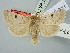  ( - BGE_ZSM_LEP_2913)  @11 [ ] by-nc-sa (2025) SNSB, Staatliche Naturwissenschaftliche Sammlungen Bayerns ZSM (SNSB, Zoologische Staatssammlung Muenchen)