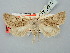  ( - BGE_ZSM_LEP_2915)  @11 [ ] by-nc-sa (2025) SNSB, Staatliche Naturwissenschaftliche Sammlungen Bayerns ZSM (SNSB, Zoologische Staatssammlung Muenchen)