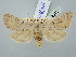  ( - BGE_ZSM_LEP_2916)  @11 [ ] by-nc-sa (2025) SNSB, Staatliche Naturwissenschaftliche Sammlungen Bayerns ZSM (SNSB, Zoologische Staatssammlung Muenchen)