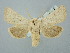  ( - BGE_ZSM_LEP_2917)  @11 [ ] by-nc-sa (2025) SNSB, Staatliche Naturwissenschaftliche Sammlungen Bayerns ZSM (SNSB, Zoologische Staatssammlung Muenchen)