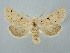  ( - BGE_ZSM_LEP_2918)  @11 [ ] by-nc-sa (2025) SNSB, Staatliche Naturwissenschaftliche Sammlungen Bayerns ZSM (SNSB, Zoologische Staatssammlung Muenchen)