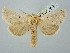  ( - BGE_ZSM_LEP_2919)  @11 [ ] by-nc-sa (2025) SNSB, Staatliche Naturwissenschaftliche Sammlungen Bayerns ZSM (SNSB, Zoologische Staatssammlung Muenchen)