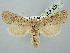  ( - BGE_ZSM_LEP_2921)  @11 [ ] by-nc-sa (2025) SNSB, Staatliche Naturwissenschaftliche Sammlungen Bayerns ZSM (SNSB, Zoologische Staatssammlung Muenchen)