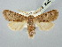  ( - BGE_ZSM_LEP_2922)  @11 [ ] by-nc-sa (2025) SNSB, Staatliche Naturwissenschaftliche Sammlungen Bayerns ZSM (SNSB, Zoologische Staatssammlung Muenchen)