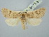  ( - BGE_ZSM_LEP_2923)  @11 [ ] by-nc-sa (2025) SNSB, Staatliche Naturwissenschaftliche Sammlungen Bayerns ZSM (SNSB, Zoologische Staatssammlung Muenchen)
