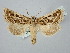  ( - BGE_ZSM_LEP_2929)  @11 [ ] by-nc-sa (2025) SNSB, Staatliche Naturwissenschaftliche Sammlungen Bayerns ZSM (SNSB, Zoologische Staatssammlung Muenchen)