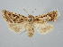  ( - BGE_ZSM_LEP_2930)  @11 [ ] by-nc-sa (2025) SNSB, Staatliche Naturwissenschaftliche Sammlungen Bayerns ZSM (SNSB, Zoologische Staatssammlung Muenchen)