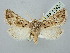  ( - BGE_ZSM_LEP_2945)  @11 [ ] by-nc-sa (2025) SNSB, Staatliche Naturwissenschaftliche Sammlungen Bayerns ZSM (SNSB, Zoologische Staatssammlung Muenchen)