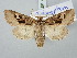  ( - BGE_ZSM_LEP_2971)  @11 [ ] by-nc-sa (2025) SNSB, Staatliche Naturwissenschaftliche Sammlungen Bayerns ZSM (SNSB, Zoologische Staatssammlung Muenchen)