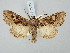  ( - BGE_ZSM_LEP_2973)  @11 [ ] by-nc-sa (2025) SNSB, Staatliche Naturwissenschaftliche Sammlungen Bayerns ZSM (SNSB, Zoologische Staatssammlung Muenchen)