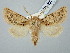  ( - BGE_ZSM_LEP_2975)  @11 [ ] by-nc-sa (2025) SNSB, Staatliche Naturwissenschaftliche Sammlungen Bayerns ZSM (SNSB, Zoologische Staatssammlung Muenchen)