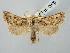  ( - BGE_ZSM_LEP_2976)  @11 [ ] by-nc-sa (2025) SNSB, Staatliche Naturwissenschaftliche Sammlungen Bayerns ZSM (SNSB, Zoologische Staatssammlung Muenchen)