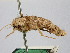 ( - BGE_ZSM_LEP_2977)  @11 [ ] by-nc-sa (2025) SNSB, Staatliche Naturwissenschaftliche Sammlungen Bayerns ZSM (SNSB, Zoologische Staatssammlung Muenchen)