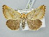  ( - BGE_ZSM_LEP_2983)  @11 [ ] by-nc-sa (2025) SNSB, Staatliche Naturwissenschaftliche Sammlungen Bayerns ZSM (SNSB, Zoologische Staatssammlung Muenchen)