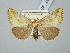  ( - BGE_ZSM_LEP_2985)  @11 [ ] by-nc-sa (2025) SNSB, Staatliche Naturwissenschaftliche Sammlungen Bayerns ZSM (SNSB, Zoologische Staatssammlung Muenchen)