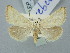  ( - BGE_ZSM_LEP_2993)  @11 [ ] by-nc-sa (2025) SNSB, Staatliche Naturwissenschaftliche Sammlungen Bayerns ZSM (SNSB, Zoologische Staatssammlung Muenchen)
