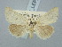  ( - BGE_ZSM_LEP_2994)  @11 [ ] by-nc-sa (2025) SNSB, Staatliche Naturwissenschaftliche Sammlungen Bayerns ZSM (SNSB, Zoologische Staatssammlung Muenchen)