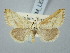  ( - BGE_ZSM_LEP_2995)  @11 [ ] by-nc-sa (2025) SNSB, Staatliche Naturwissenschaftliche Sammlungen Bayerns ZSM (SNSB, Zoologische Staatssammlung Muenchen)